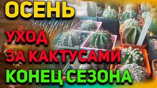 Уход за кактусами осенью. Конец сезона. Обзор кактусов.