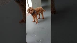 #hevwant to go somewhere#browndog #cutedoggie #shoetsvideo