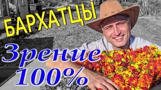 Бархатцы для острого зрения. Восстановить зрение. Зрение будет 100%.