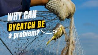 What is bycatch? | Why can bycatch be a problem?