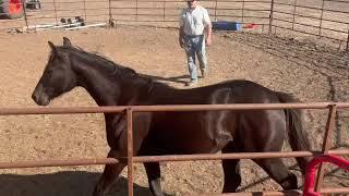 Ms. Betty! Home raised and available!