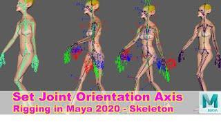 Skeleton and Joint Orientation Axis. Rigging in Maya 2020