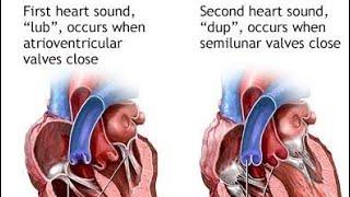 Learn Heart Sounds. Cardiac Auscultation.