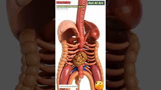Digestive System Animation | Gut AI Art | 228