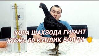 КОРА ШАХЗОДА ГИГАНТ ИШКИБОЗЛАР УЧУН 