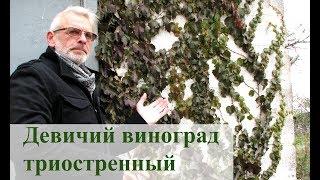 Девичий виноград триостренный