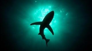 13 Things Worth Knowing About Sharks