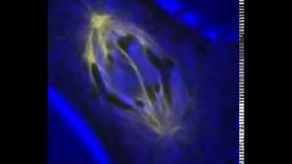 Chromosome Segregation