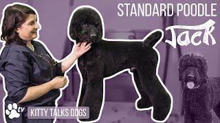 Kitty Talks Dogs: grooming Jack the Standard Poodle | TRANSGROOM