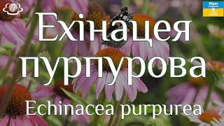 Ехінацея пурпурова (Echinacea purpurea)