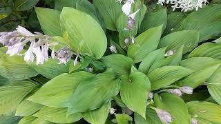 Хосты (лат. hosta)вдоль садовой дорожки. Пять надёжных сортов./#hosta #хоста