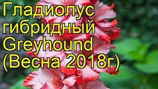 Гладиолус гибридный (Greyhound). Краткий обзор, описание характеристик, где купить луковицы