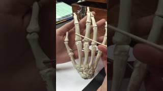 Phalanges of the hand - Valle Anatomy 32