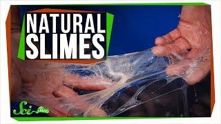 Slug Sex and Bubble Rafts: Nature's Most Unusual Slime