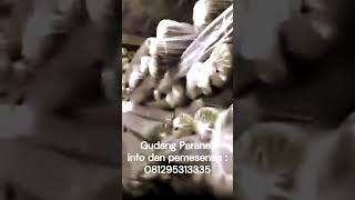 Gudang Paranet - Menjual berbagai ukuran