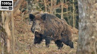 DOMUZ AVI: Sürek Avı (Kaz Dağları)/Wild Boar Hunting/Sanglier Chasse/Wildschweinjagd HD