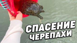 Спасение Черепахи Turtle Rescue