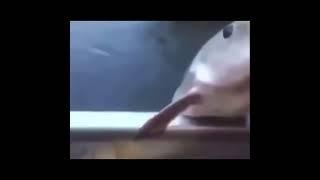 Wise fish