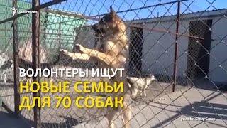 Собачья жизнь: найдут ли крымским животным новый приют?