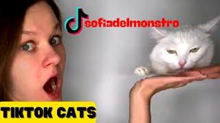 The funniest cats tiktok sofiadelmonstro Tiktok's cutest cats OMG Pets