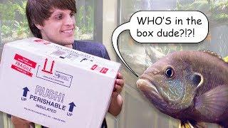 9 NEW FISH - Cool & Unique Fish Unboxing!