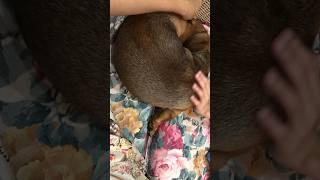 The little Daschund loves cuddles #shorts #dog #dogs #cute #daschund #baby #puppy #pets #babyanimal