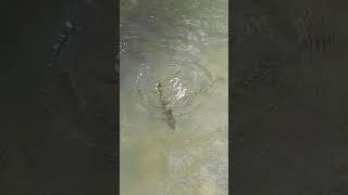 Brown trout  Forelle feeding    Ловлю форель на хлеп