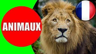 Les Animaux pour les Enfants en Français - Apprendre les bruits d'animaux pour bébé