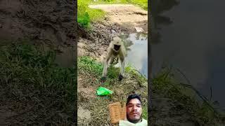 Bandar Pani pikar #viralvideo #shortvideo