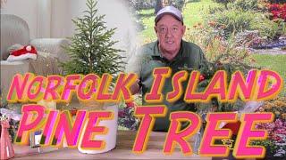 Ask Mr. Greenthumb Gardening Segments with Stan DeFreitas this week: The Norfolk Island Pine Tree.