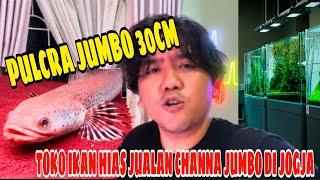 GILA‼️DI TOKO IKAN HIAS ADA PULCRA JUMBO 30cm⁉️AUTI BAYAR DONK