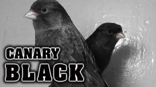 Canary Black 12h Training Song