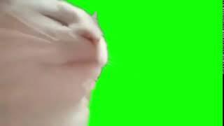 Cat jamming to music green screen 1080p