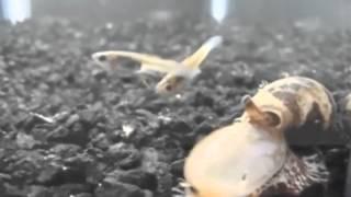 Snails use insulin weapon to swallow fish whole