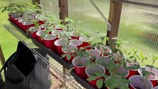 Part 3 - Starting Tomatoes Indoors