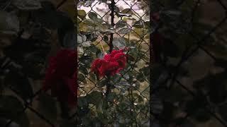 Beautiful Rain video