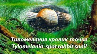 Тиломелания кролик белая (золотая) точка / Tylomelania spot rabbit Snail