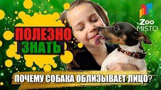 Полезно знать с ZooMISTO | Почему собака лижет лицо?