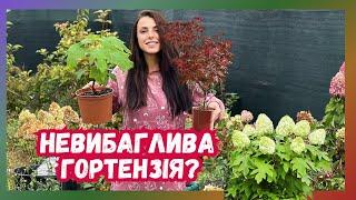 Дуболисна, волотиста та широколиста гортензія. Невибагливі красуні чи міф? Розкриваємо секрети!