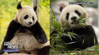 Panda diplomacy: Meet the two giant pandas making their debut in D.C. | Nightly News: Kids Edition