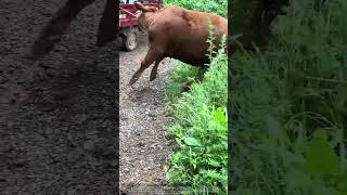  Panicked Cattle Flip Farm Tricycle on Muddy Road 