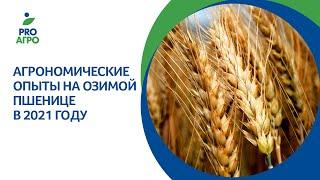 Агрономические опыты на озимой пшенице в 2021 году