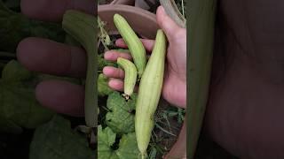 Got three long green turai from the garden – pure and chemical-free!