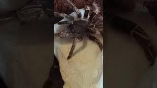 I Have The Tarantula from Home Alone! Aphonopelma Seemani (Costa Rican Zebra)