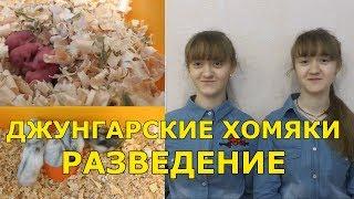 Джунгарские хомяки - разведение