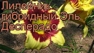 Лилейник гибридный Эль Десперадо (hemerocallis)  обзор: как сажать, рассада лилейника Эль Десперадо