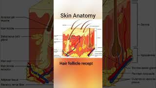 Skin Anatomy #skin #diagram#parts#skindiagram#skinstructure#pharma #knowledge