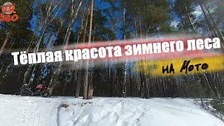 Покатушка: Солнечный зимний лес 4к 360VR (д.Пирогово)