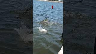 Two fish were caught at the same time #shorts #fishing #fishhunting #shortvideo #fyp