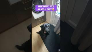 This is how you get your dog’s full attention #doglover